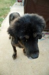 image of tibetan_mastiff #2