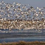 image of animal_migration