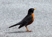 image of robin