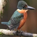 image of bird