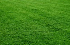 image of grass