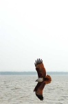 image of kite