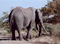 image of tusker