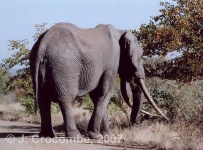 image of tusker #19