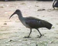 image of ibis