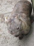 image of wombat