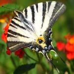 image of animal