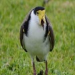 image of bird
