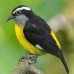 image of bananaquit #27