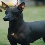 image of animal
