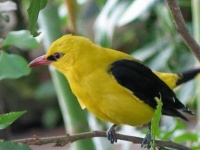image of oriole