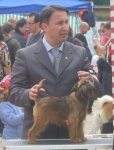 image of brabancon_griffon