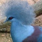 image of bird