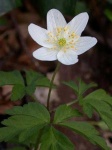 image of flower