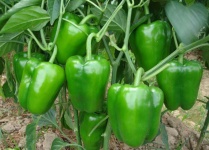 image of pepper #0