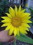 image of sunflower #34
