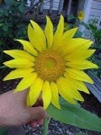 image of sunflower