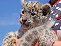 image of snow_leopard
