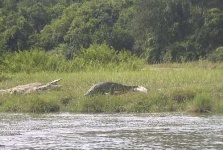 image of african_crocodile