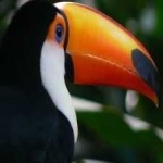 image of bird