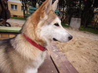 image of eskimo_dog