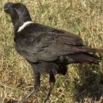 image of bird