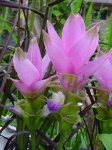 image of flower