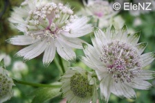 image of flower