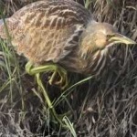 image of bird
