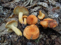 image of mushrooms