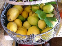 image of lemon