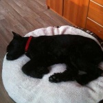 image of giant_schnauzer