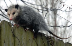 image of animal