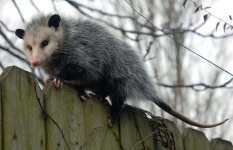 image of possum #16