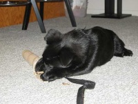 image of schipperke