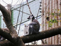 image of madagascar_cat