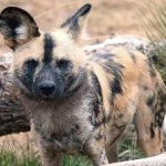 image of african_wild_dog #30