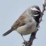 image of black_throated_sparrow #10