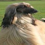 image of animal