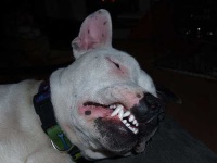 image of staffordshire_bullterrier