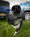 image of dog_nose
