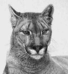 image of cougar_face