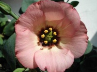 image of flower
