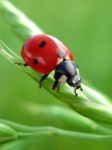 image of ladybugs #39