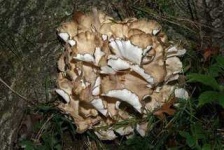 image of hen_of_the_woods