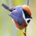 image of bird