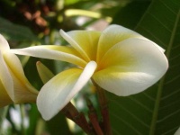 image of flower