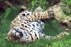 image of jaguar_car