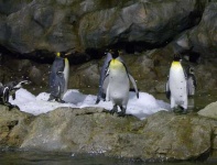image of king_penguin