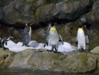 image of king_penguin #14